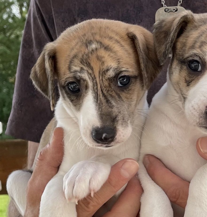 Iris & Holly
