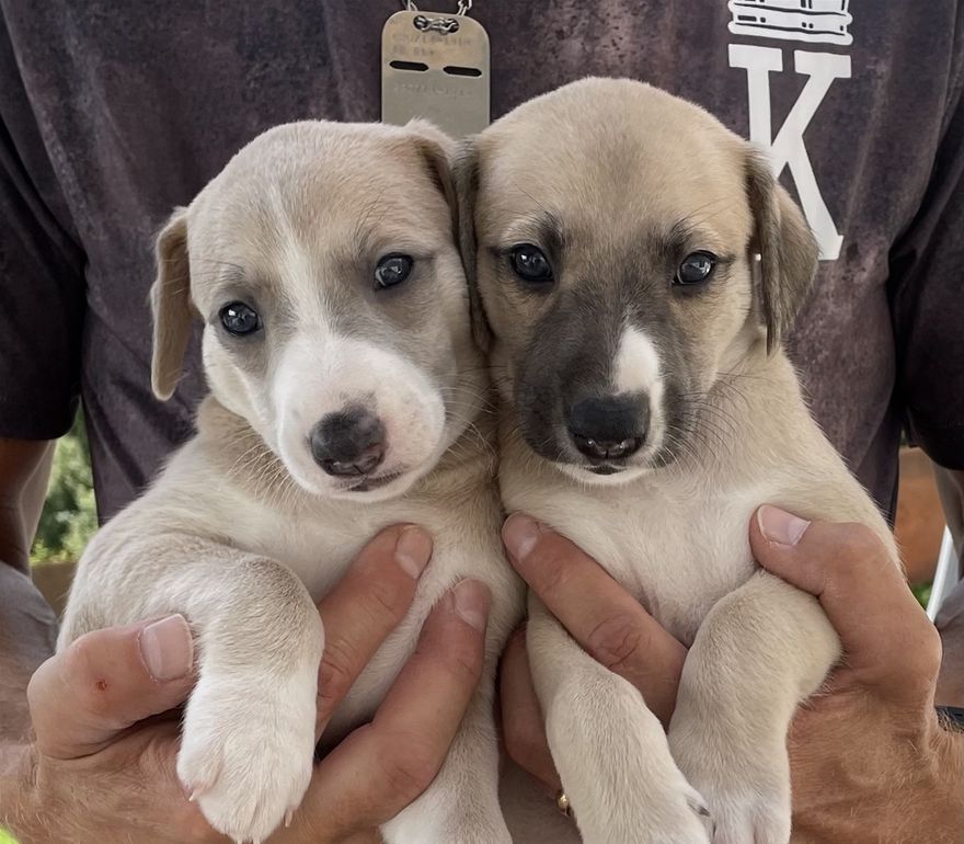 Lily & Willow