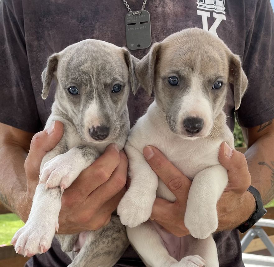 Bluebell & Daisy